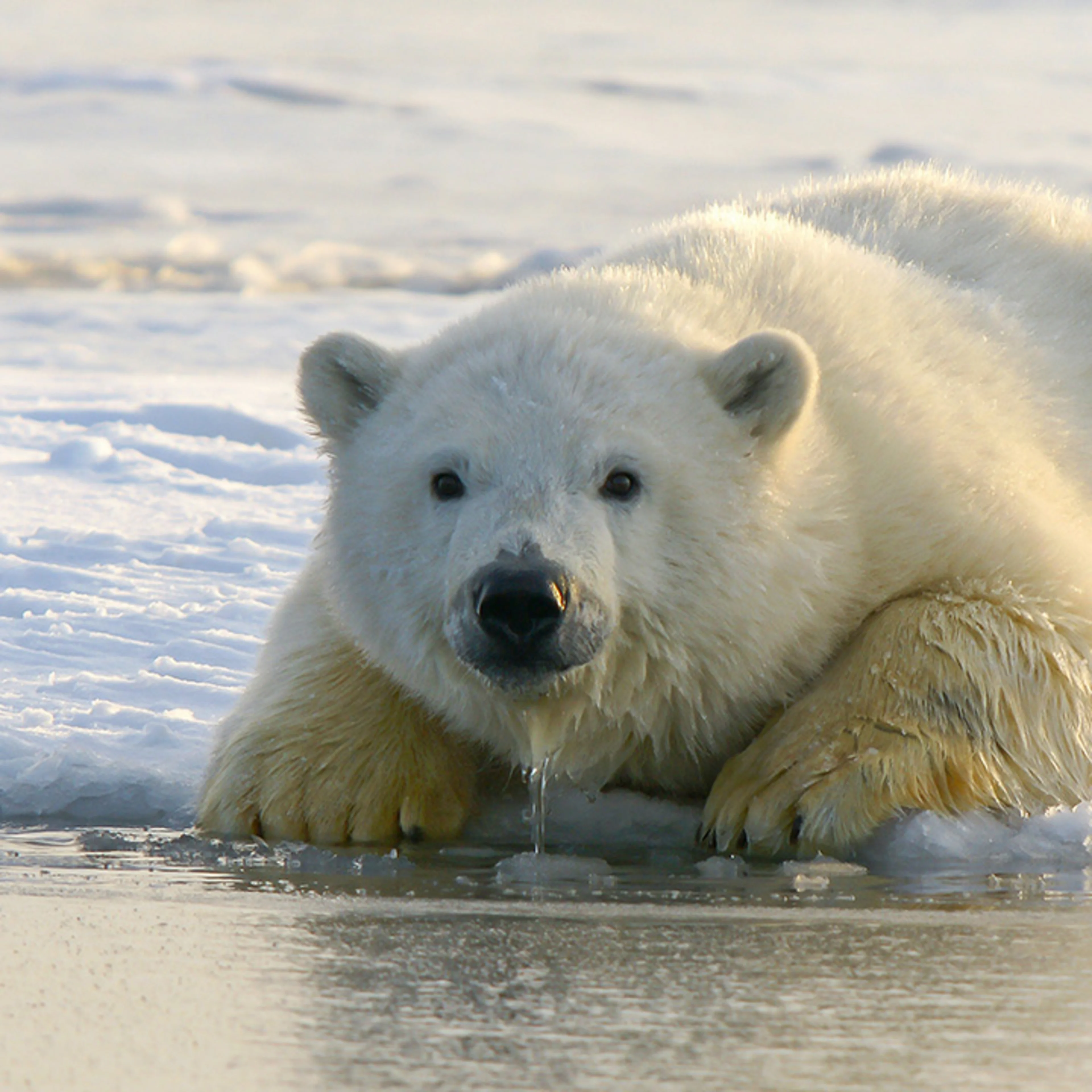 Polar bear