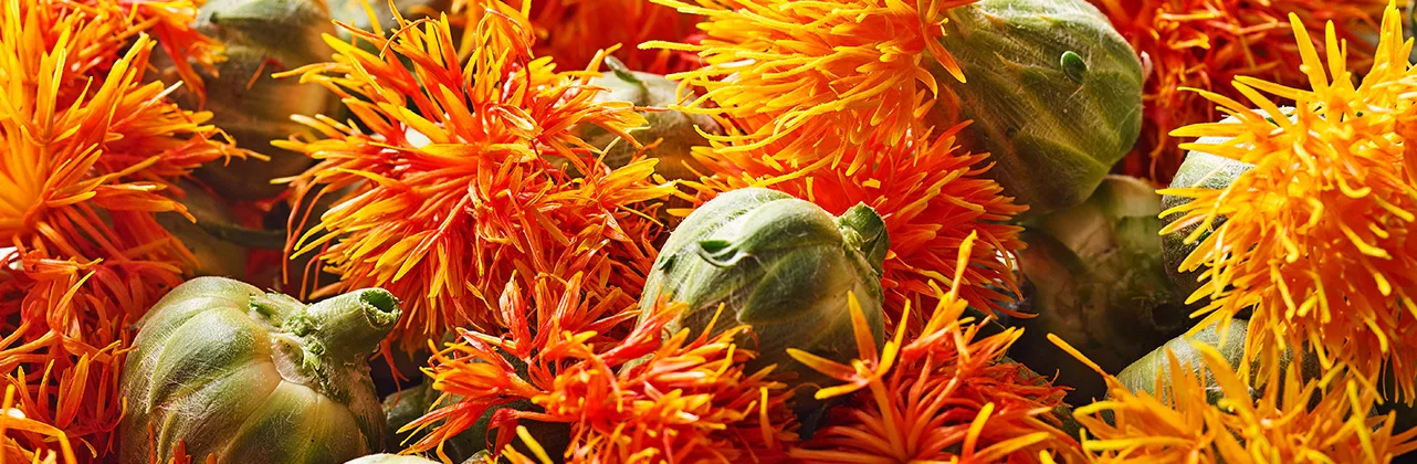 Safflower blossoms