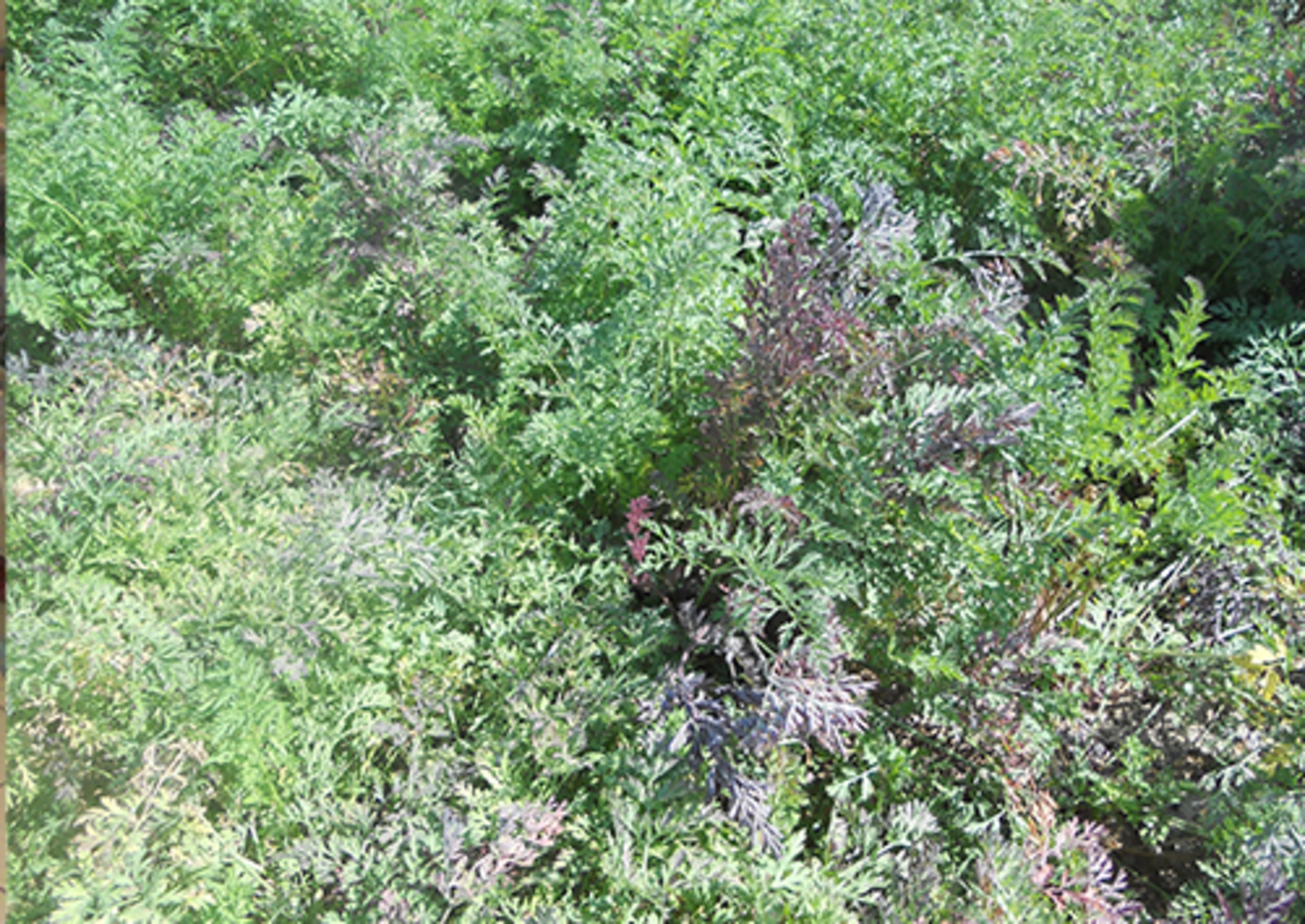 black carrot tops