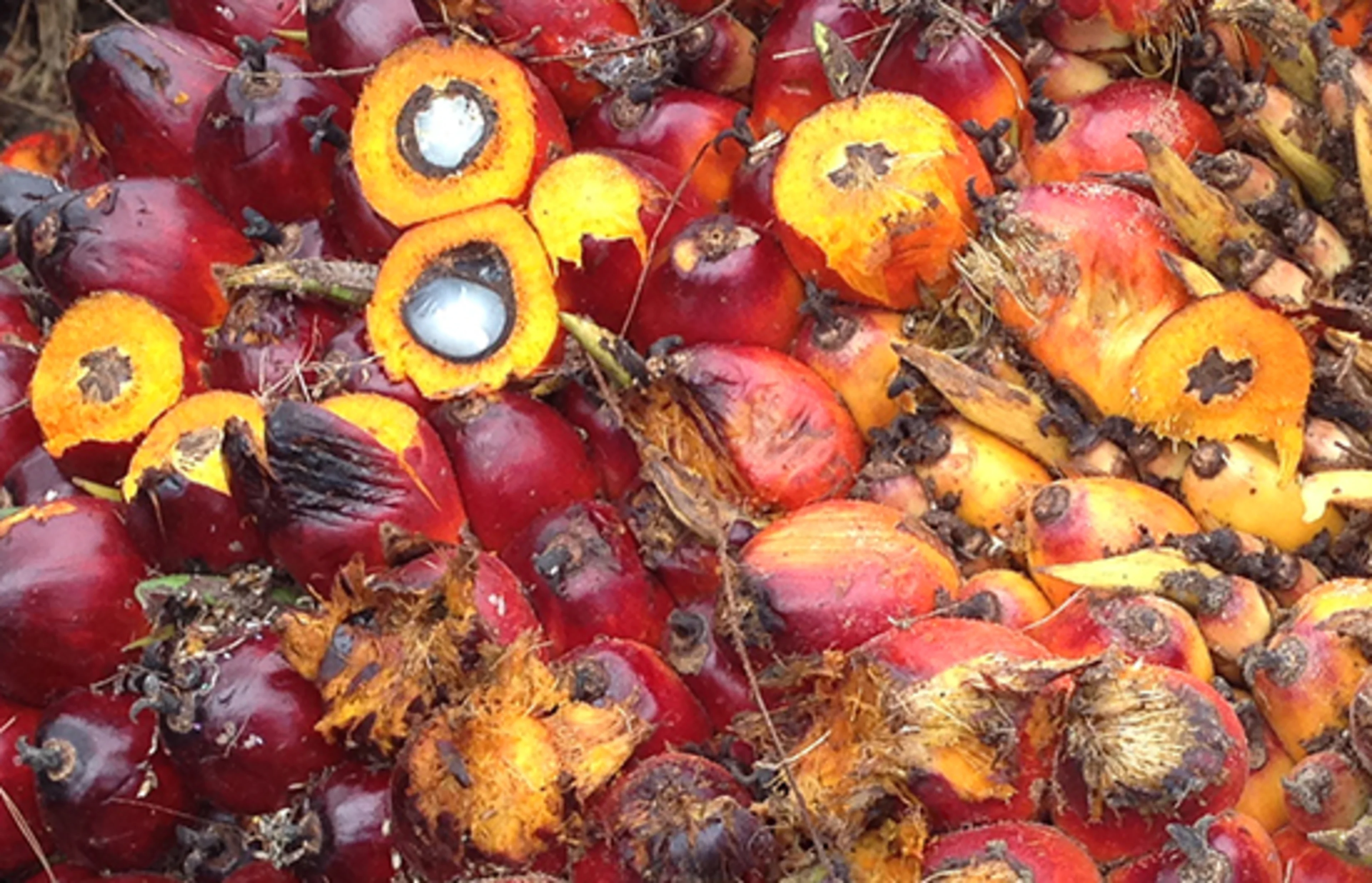 Natural food colors are made from palm fruit
