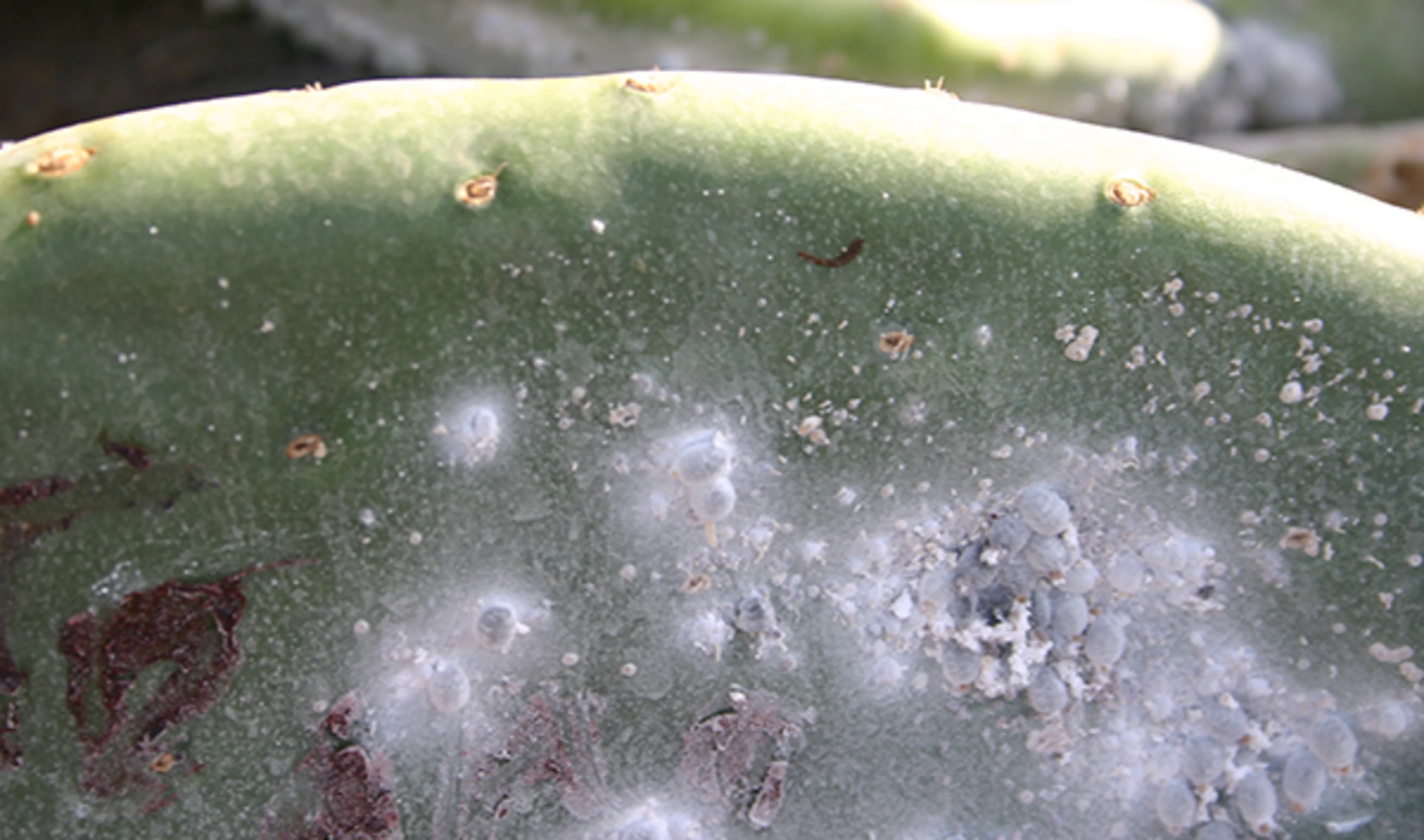 Cochineal on cactus