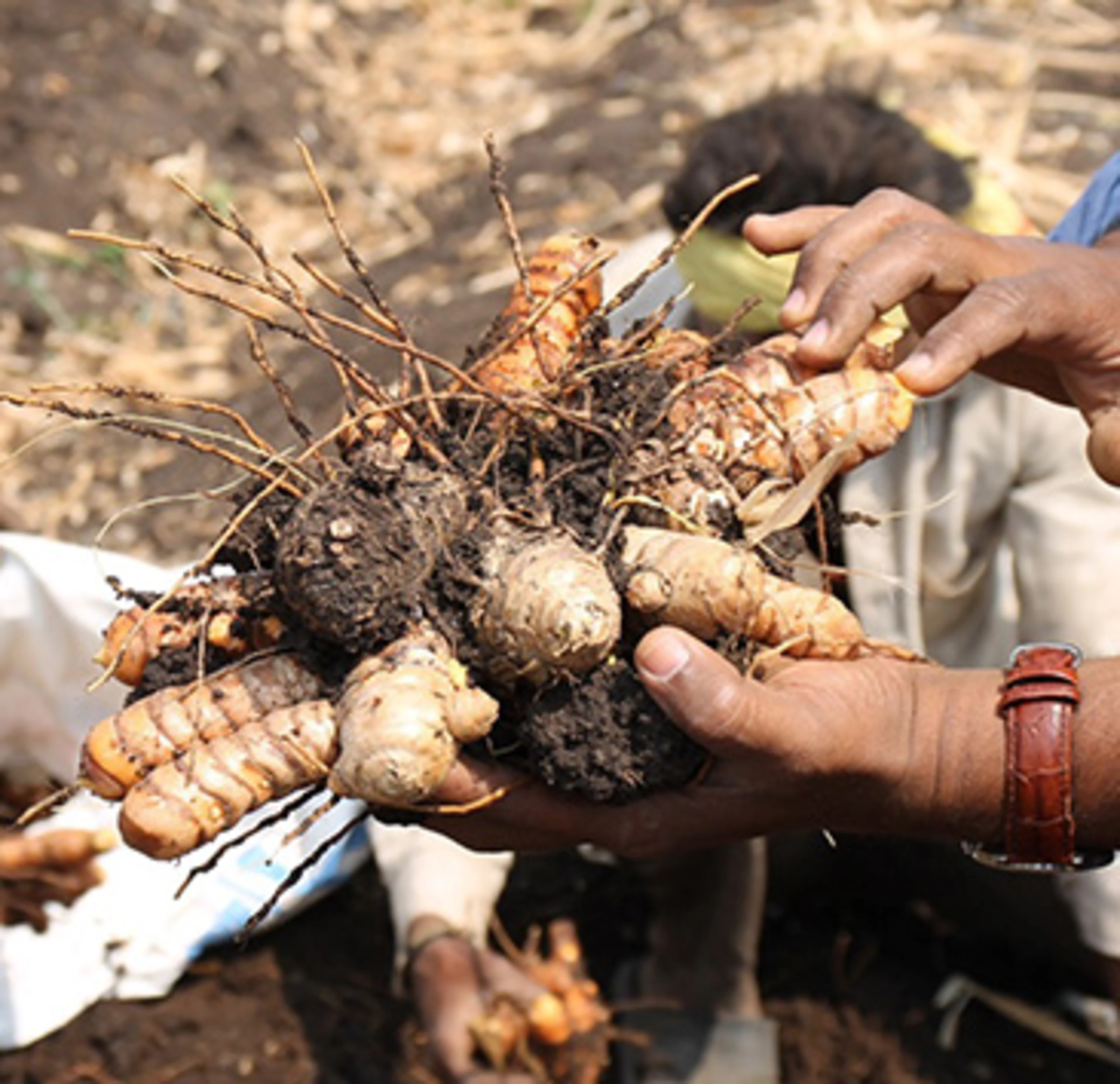 Turmeric rhimozome is used to product natural colorants