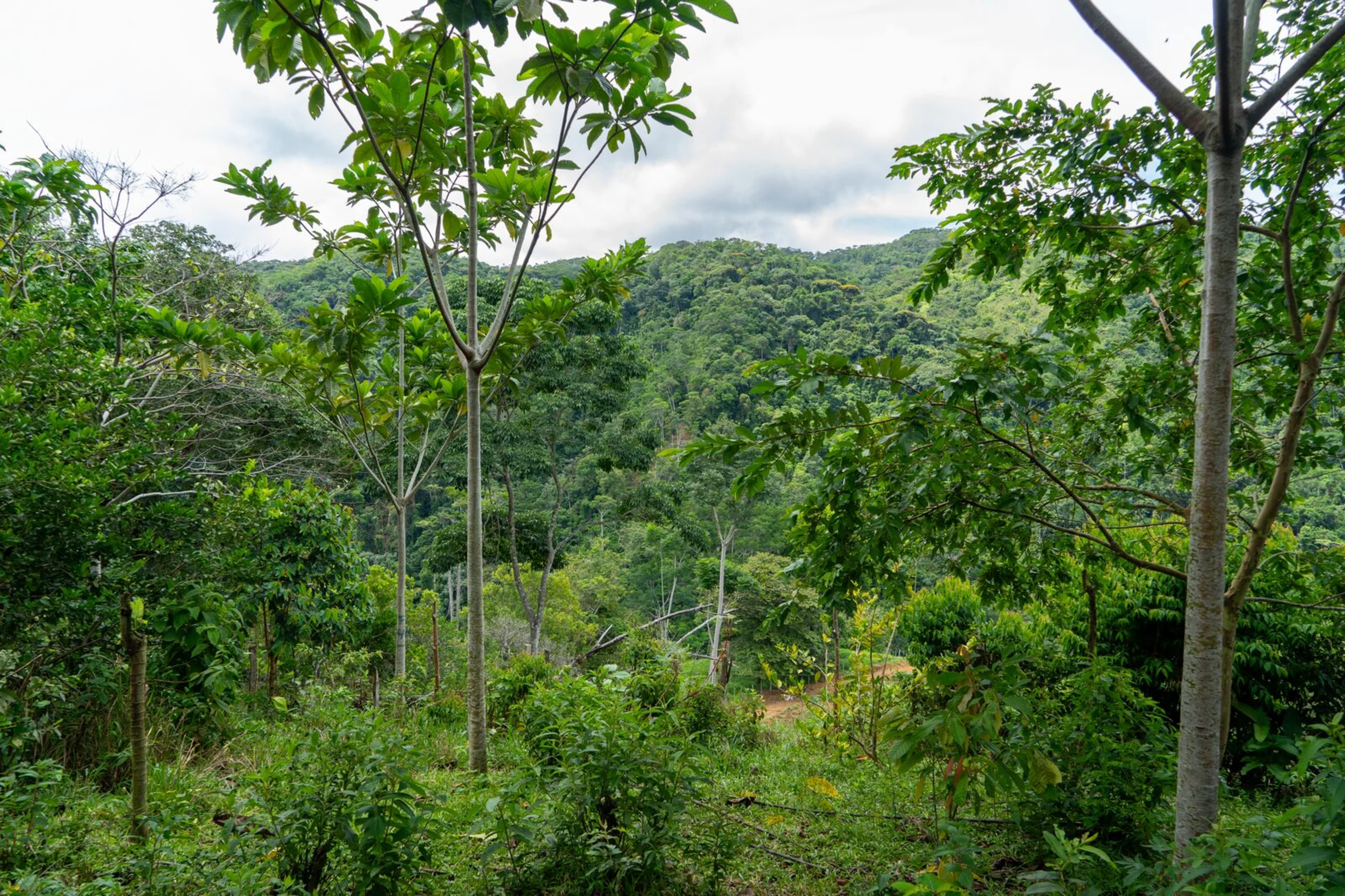 Jagua fruit trees