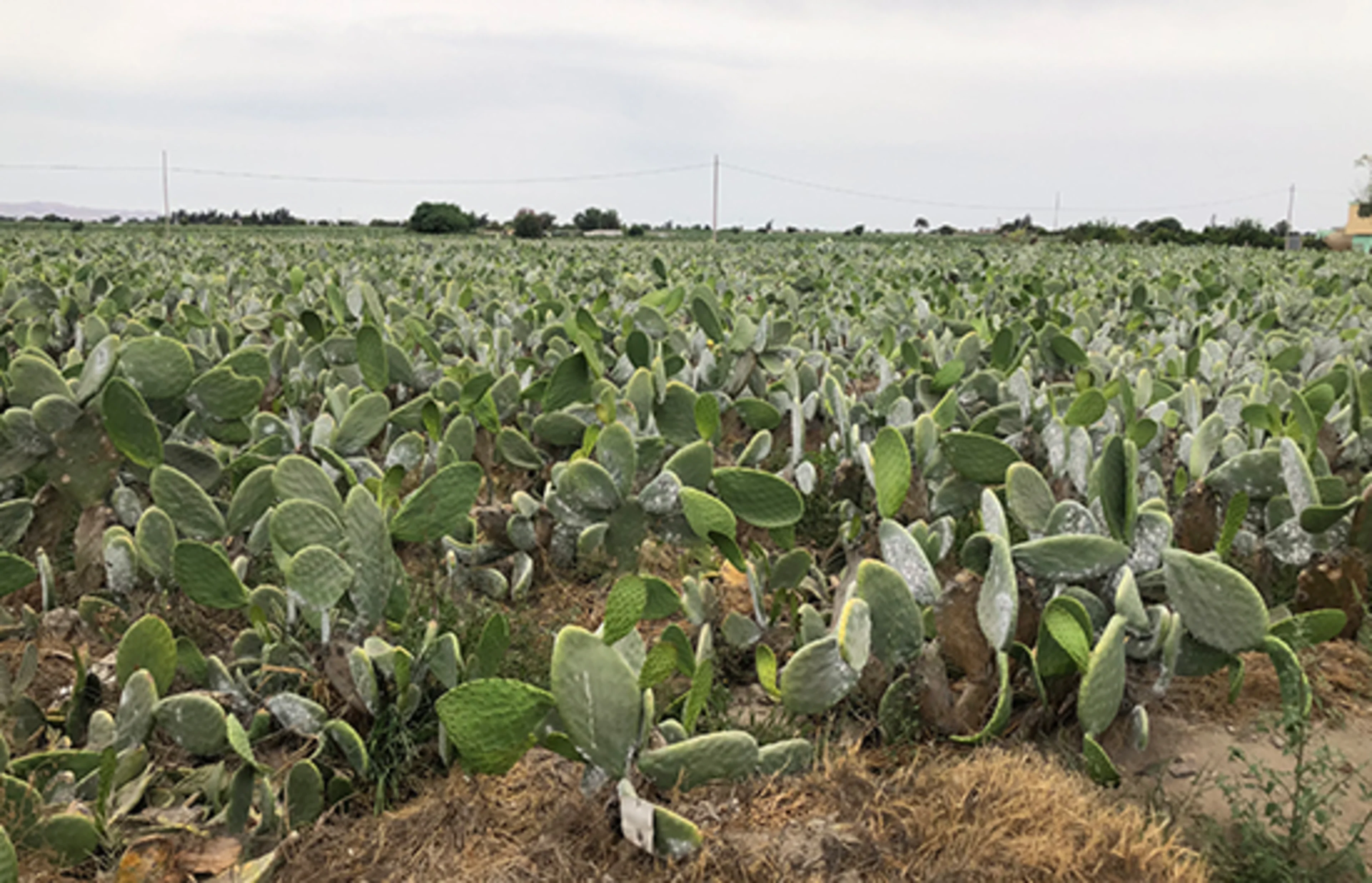 Field growing cochineal for natural food color