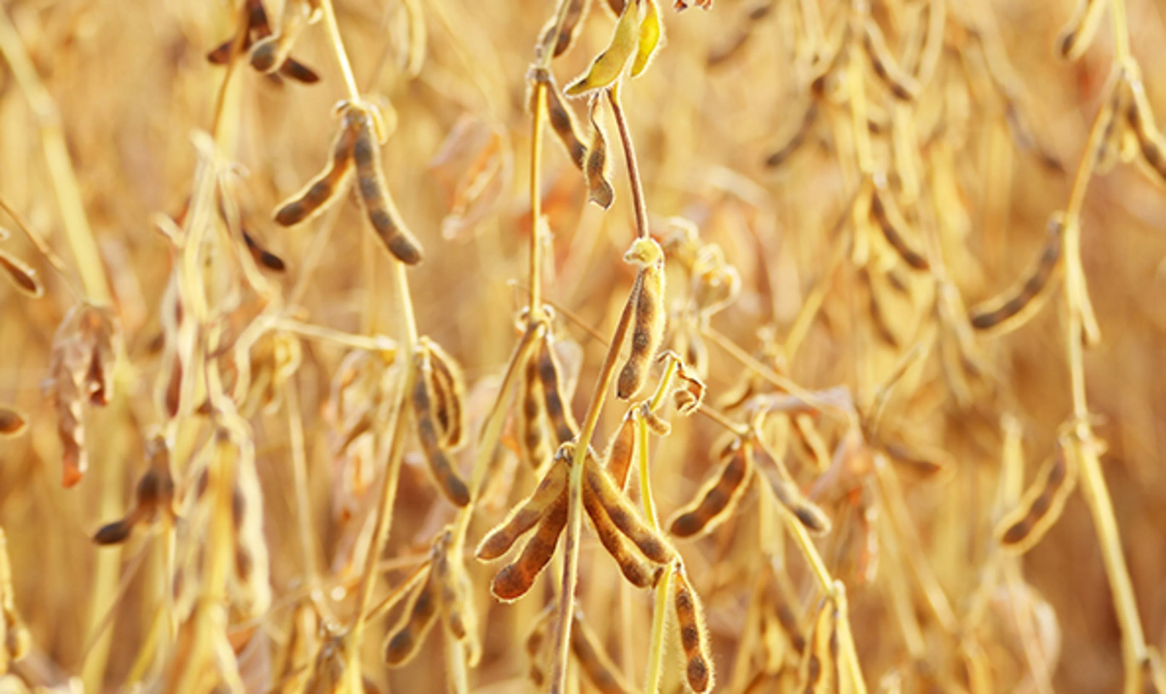 Soybean oil is a good food source for fungus carotene used in natural colors A soybean crop ready for harvest