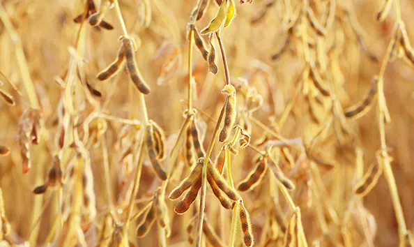 A soybean crop ready for harvest