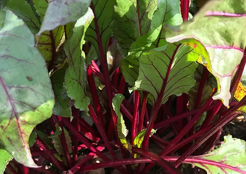 Leaves of red beet for natural food colors