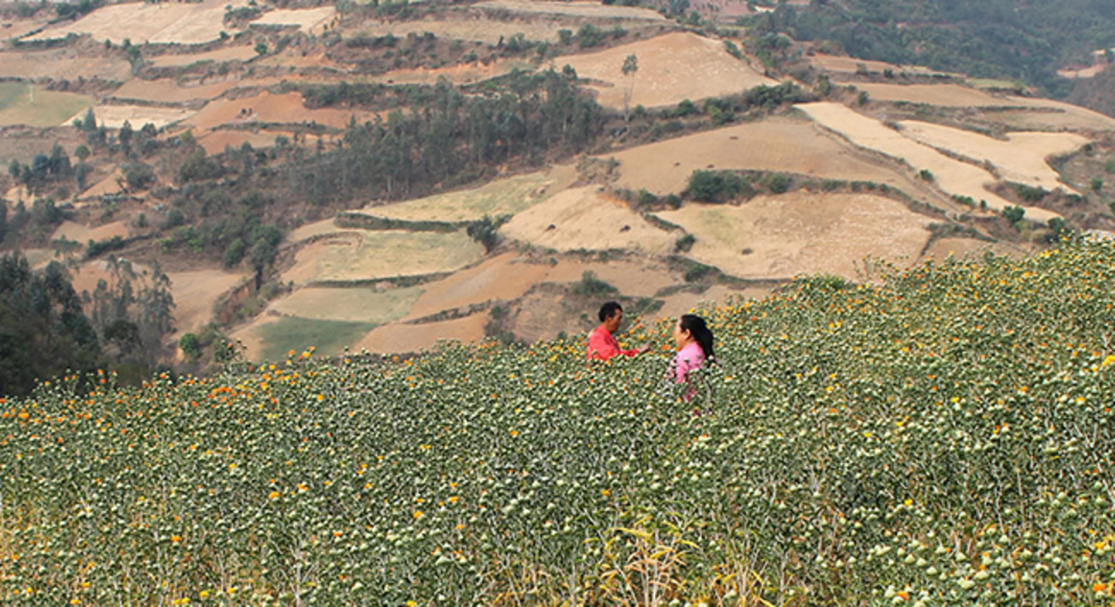 Farmers in safflower field, grown for natural color production