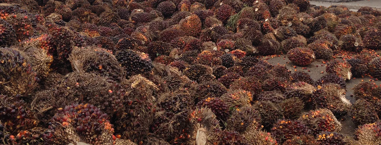 Harvested palm fruit
