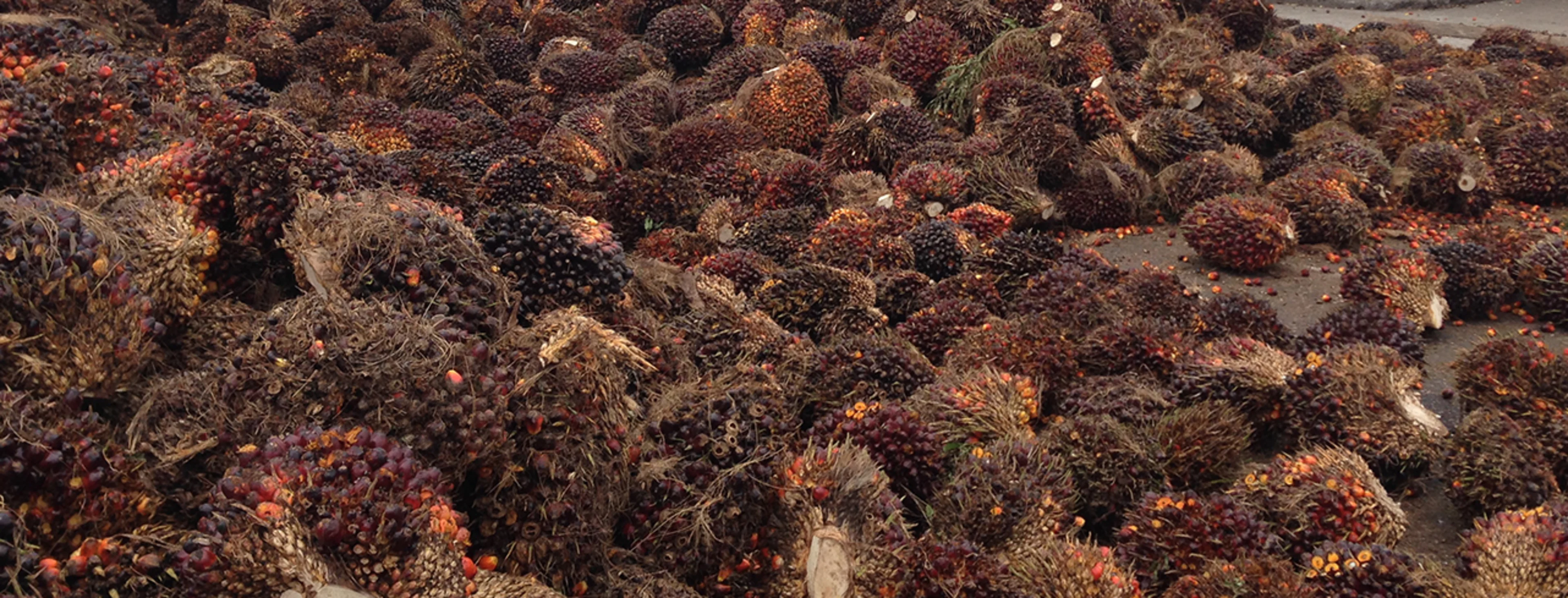 Harvested palm fruit