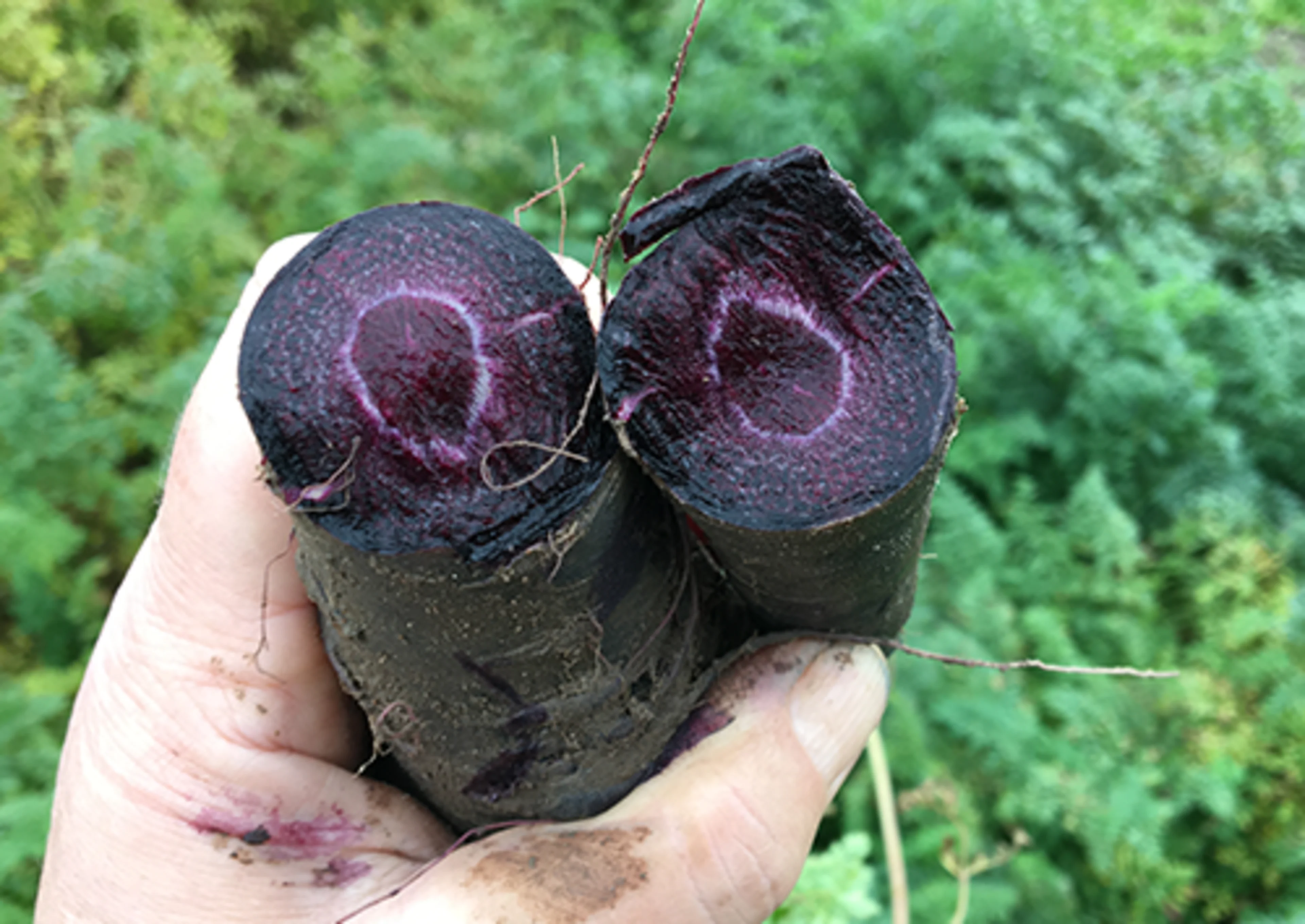 Black carrot grown for natural color production