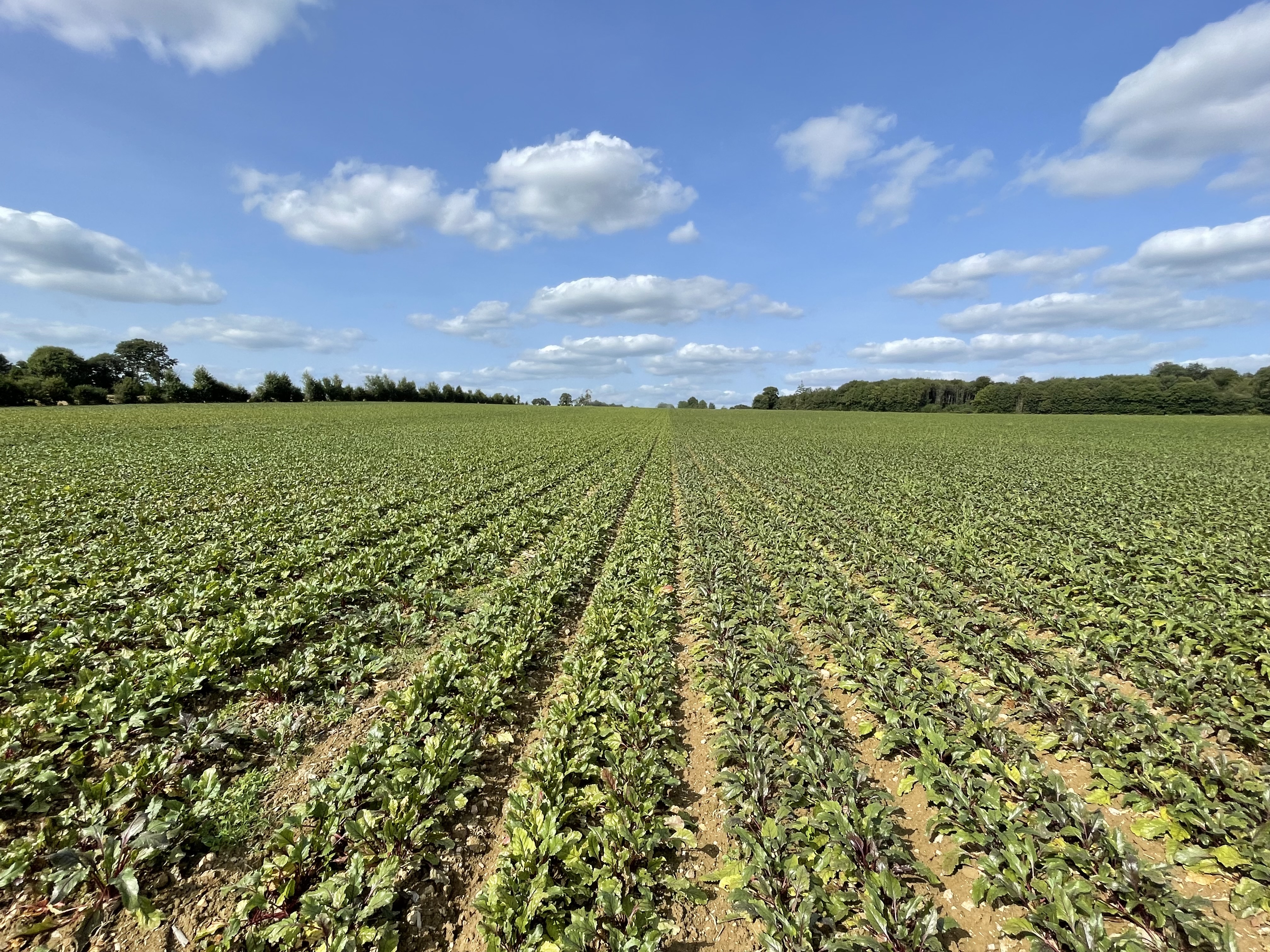 Natural colors, naturally safe: How Oterra ensures food safety from farm to final product