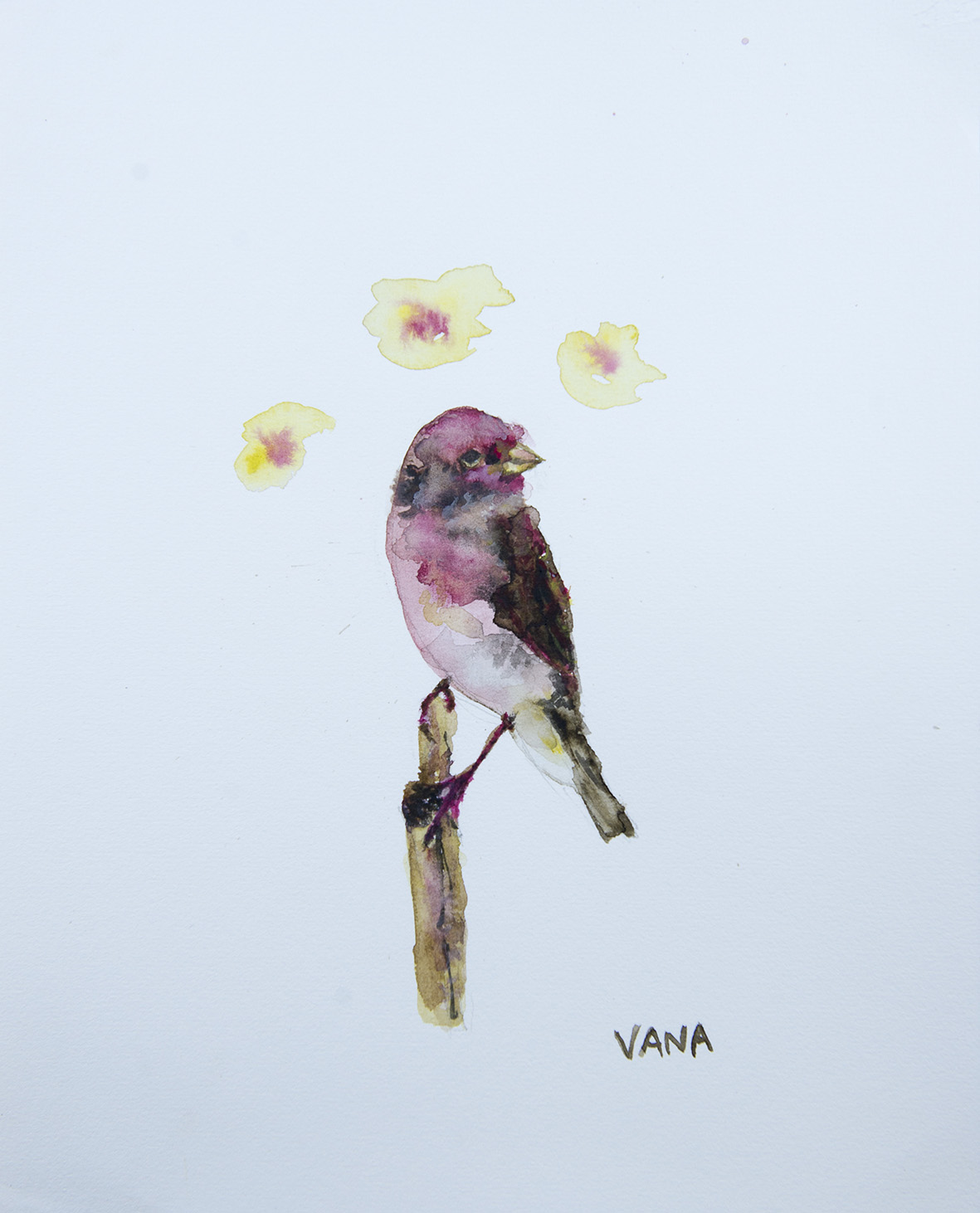 VANA-18-