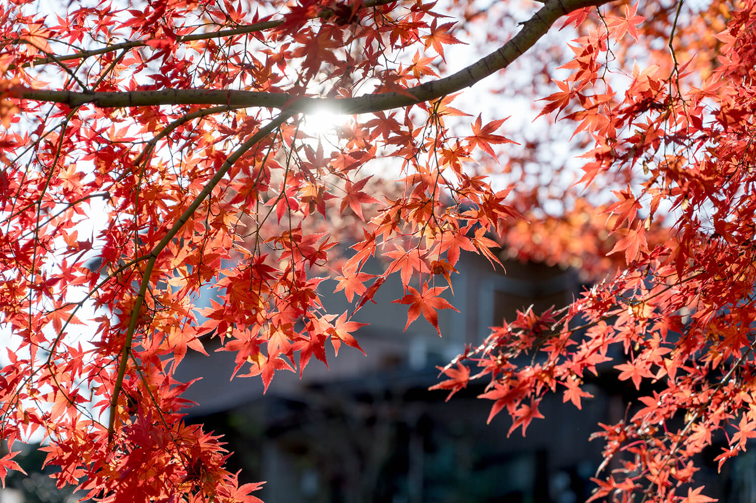 紅葉