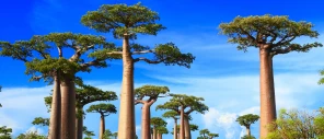 Madagascar
