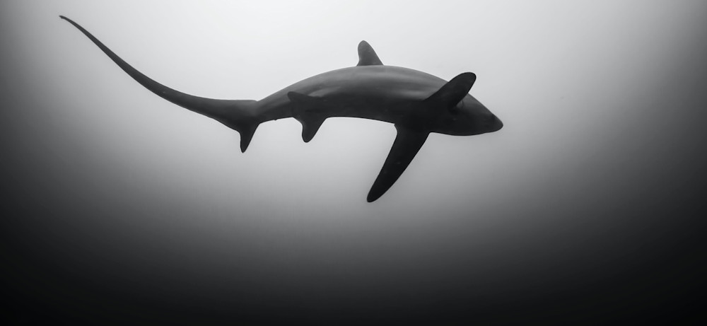 Predatory publishers and conferences