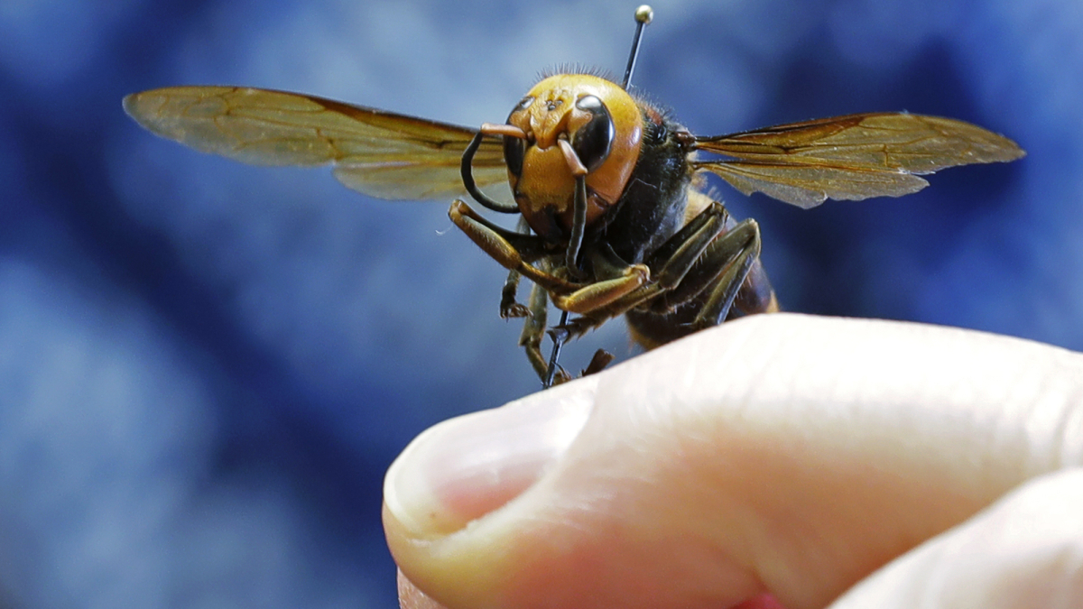 Scientists in U.S. and Canada Set to Battle Murder Hornets