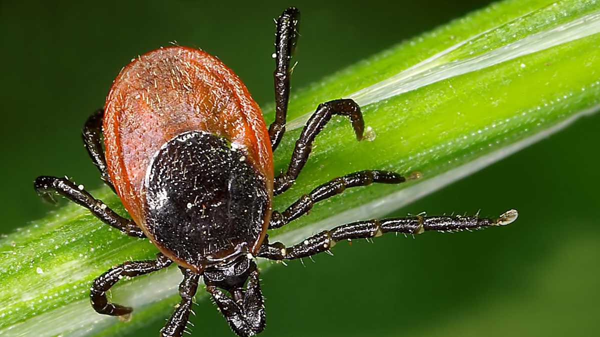 What You Need to Know About Avoiding Tick Bites