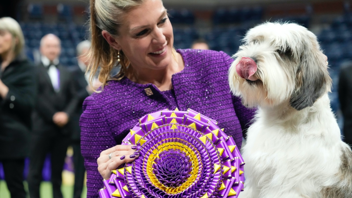 A 'PBGV' Wins Westminster Dog Show, a First for the Breed