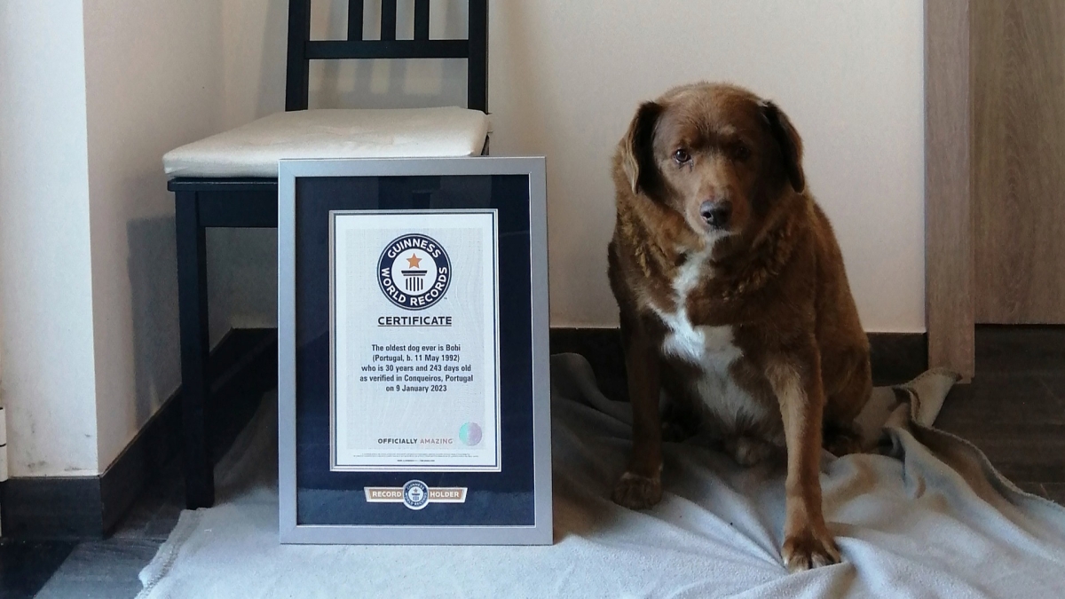 World's Oldest Dog Celebrates 31st Birthday, According to Guinness World Records