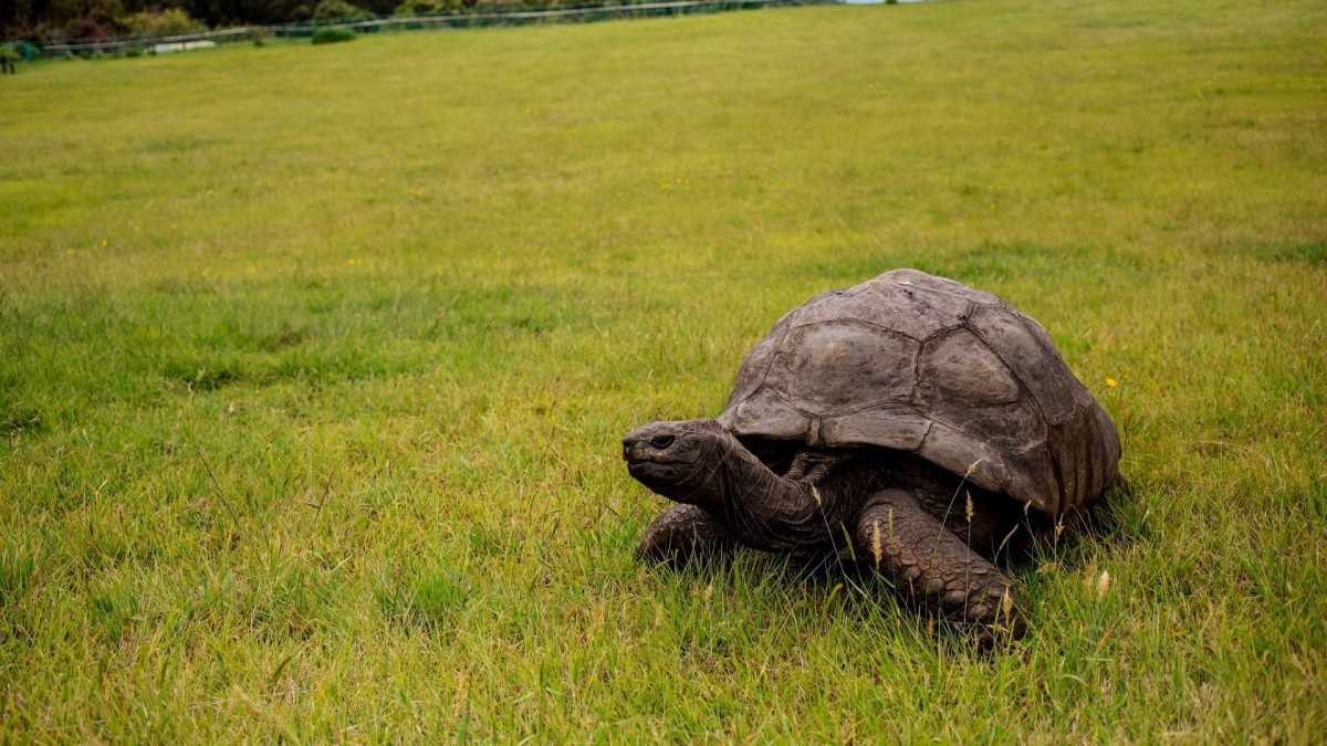 World's Oldest Land Animal, Jonathan the Tortoise, Celebrates 190th Birthday