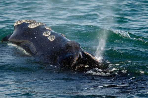 Environmental Groups Demand Emergency Rules to Protect Rare Whales From Ship Collisions