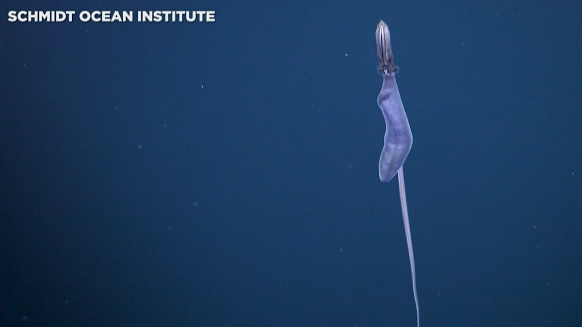 Rare Footage Of Deep Sea Gulper Eel