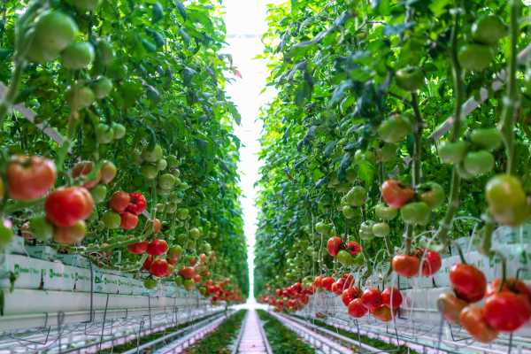 AppHarvest Ships Sustainable Tomatoes as Former Impossible Foods CFO Joins Team