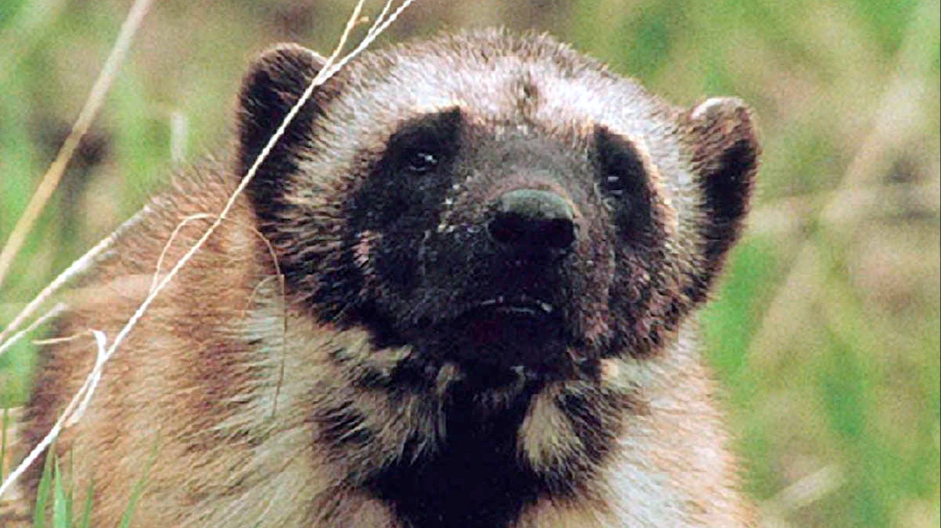 A close-up image of a wolverine's face with a blurry background of grasses. Their expression almost looks worried.