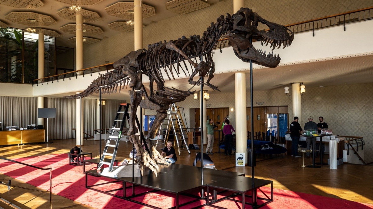 T. Rex Skeleton Expected to Fetch Millions at Zurich Auction