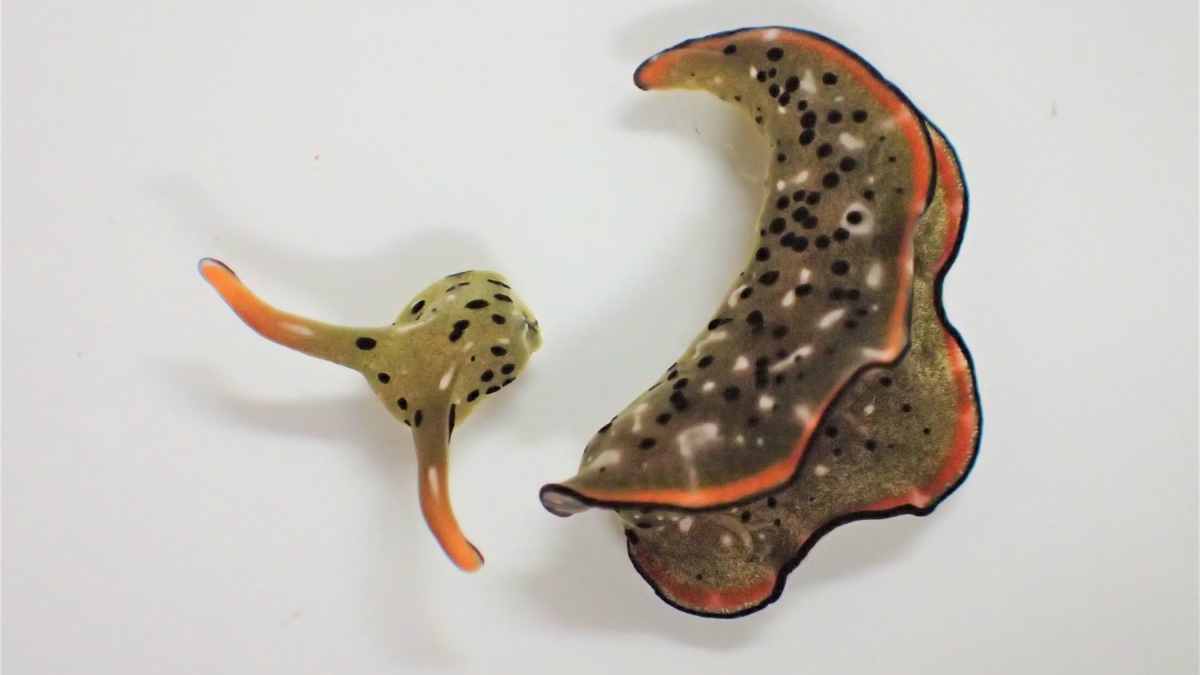 Heads Up: Some Sea Slugs Grow New Bodies After Decapitation