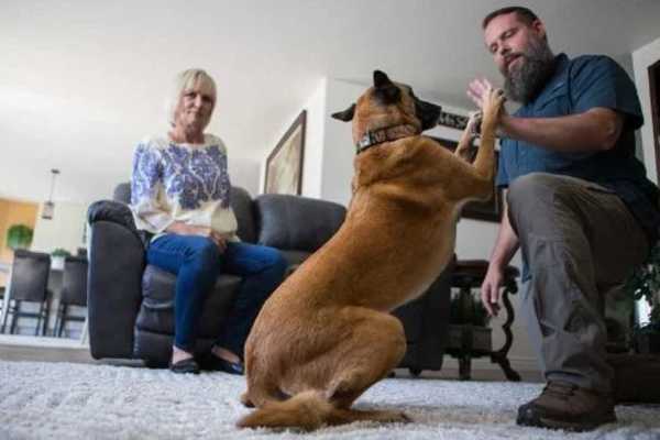 Cheddar Paws: Observing National Service Dog Month