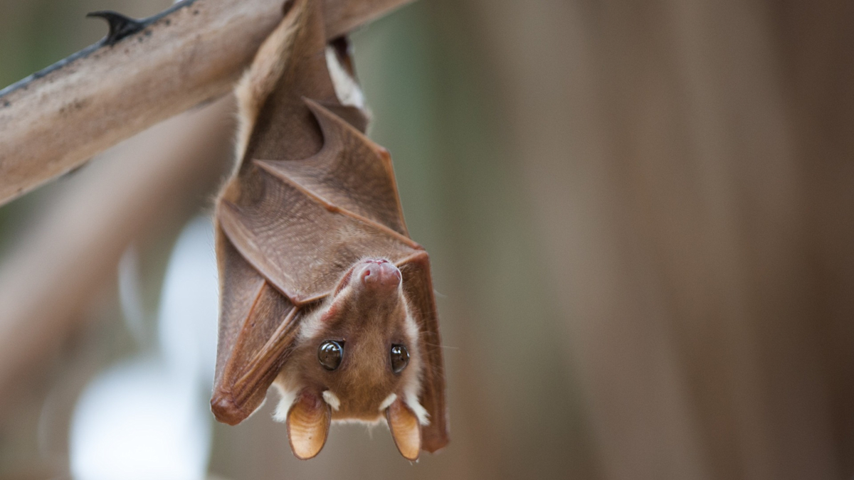 Frozen Bats Rescued After Falling Bridges Amid Plunging Temperatures