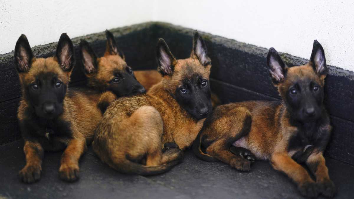 Mexico's Rescue and Drug-Sniffing Dogs Start Out at Army's Puppy Kindergarten