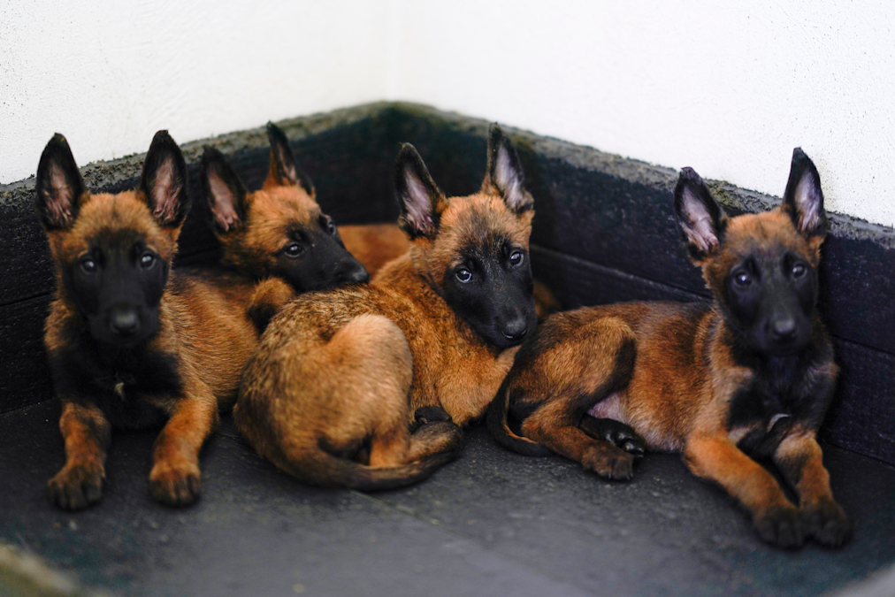 Four puppies rest in the corner of a room.