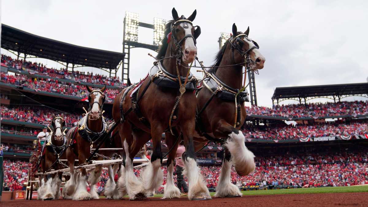 Anheuser-Busch Ends 'Docking' of Clydesdales