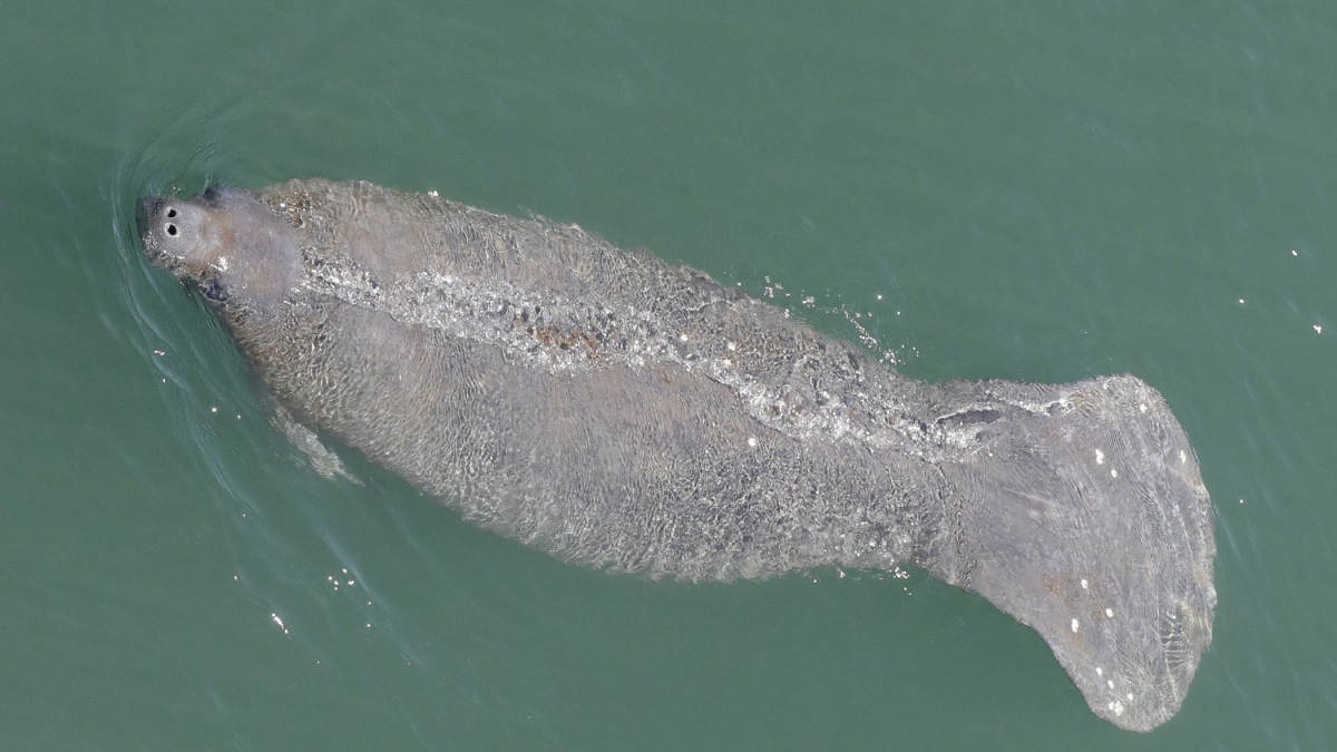 Florida Breaks Annual Manatee Death Record in First 6 Months