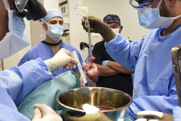 Surgeons Perform Second Pig Heart Transplant, Trying to Save Dying Man