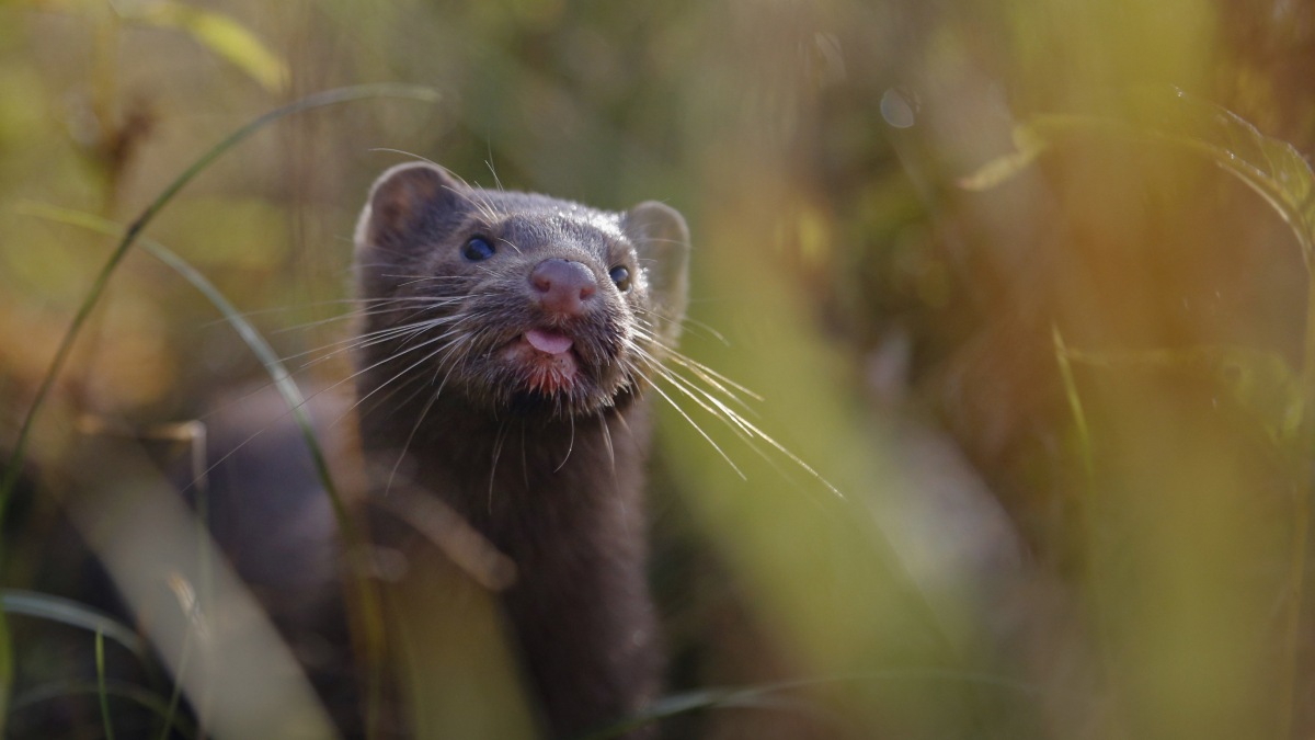 Need2Know: UK Approves Vaccine, Presidential Pardons & Zombie Mink