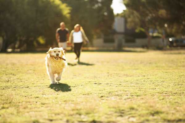 Startup Offers Private Alternative to Public Dog Parks for Shy Pups 