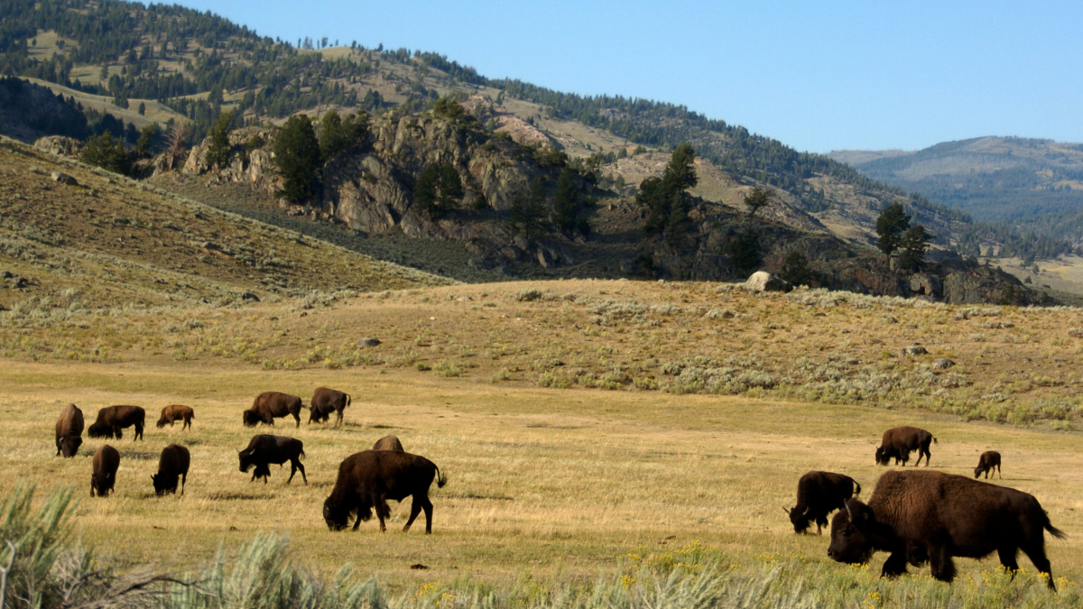 Yellowstone Baby Bison Put to Death After Visitor Picks It Up, Leading Herd to Reject It