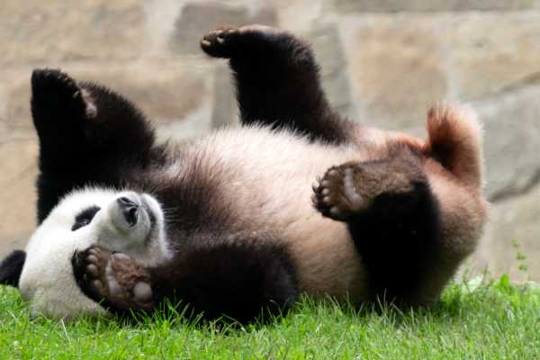 Pandas Could Be Gone From America's Zoos By the End of Next Year