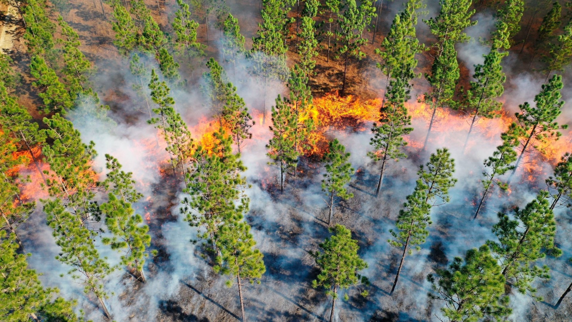 Aerial view of prescribed fire. The trees are spaced out.