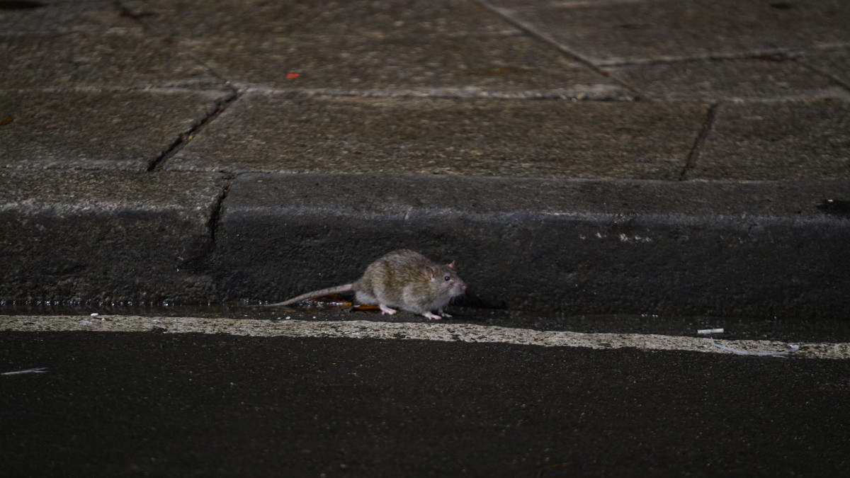 New York City Mayor's Office Looking for Rat Czar to Tackle Rodent Problem