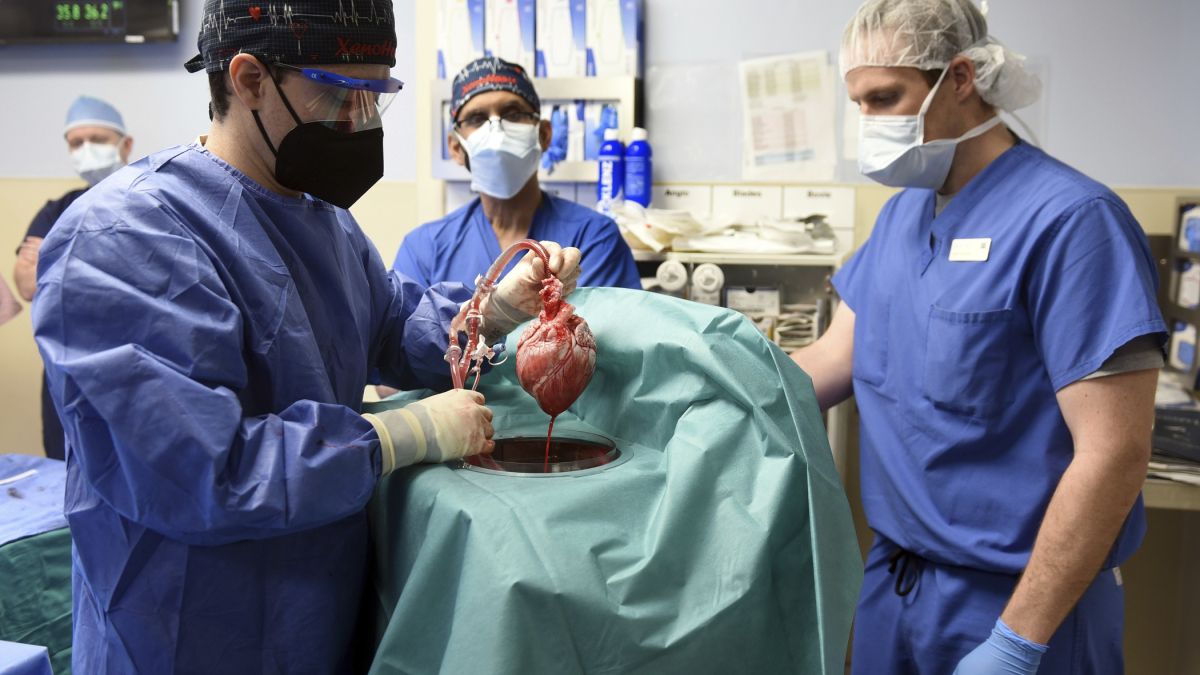 In 1st, U.S. Surgeons Transplant Pig Heart Into Human Patient