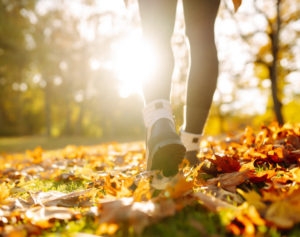 walking_leaves_960x760