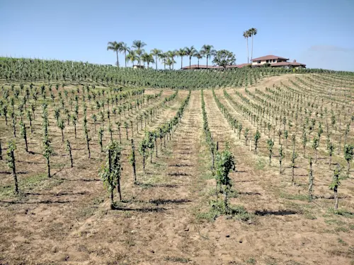 Temecula Valley Faces Political Debate Over Vineyard Regulations