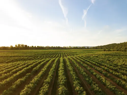 Ventura County's Agricultural Sector Breaks Records