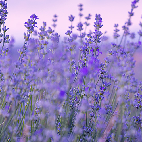 lavendel