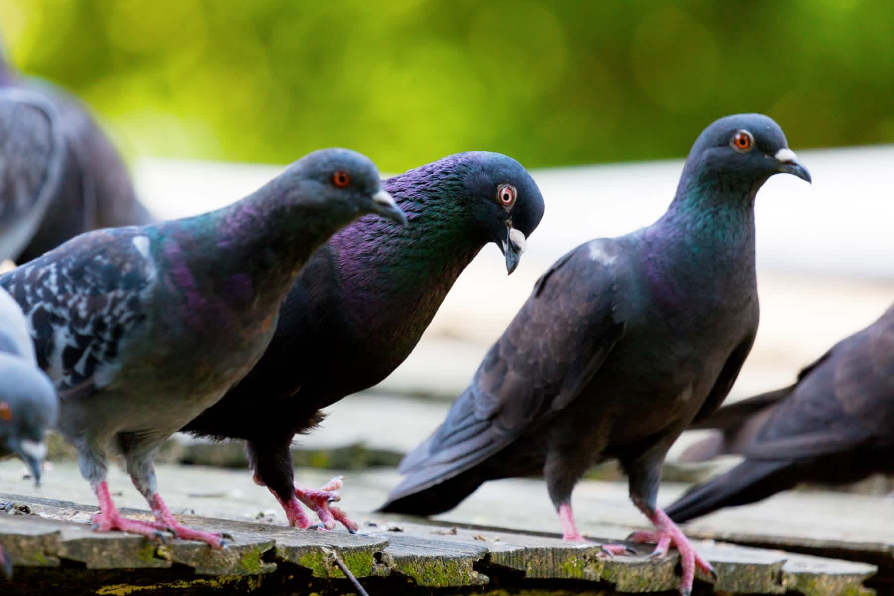 pigeons-on-the-roof-1800x1200